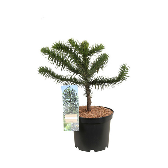Araucaria araucana désespoir des singes pot 5l 30/40cm