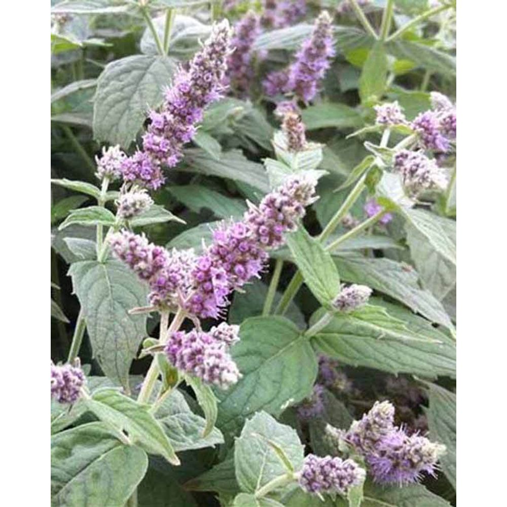 3 menth buddleia - les 3 pots / ø 9cm | Truffaut