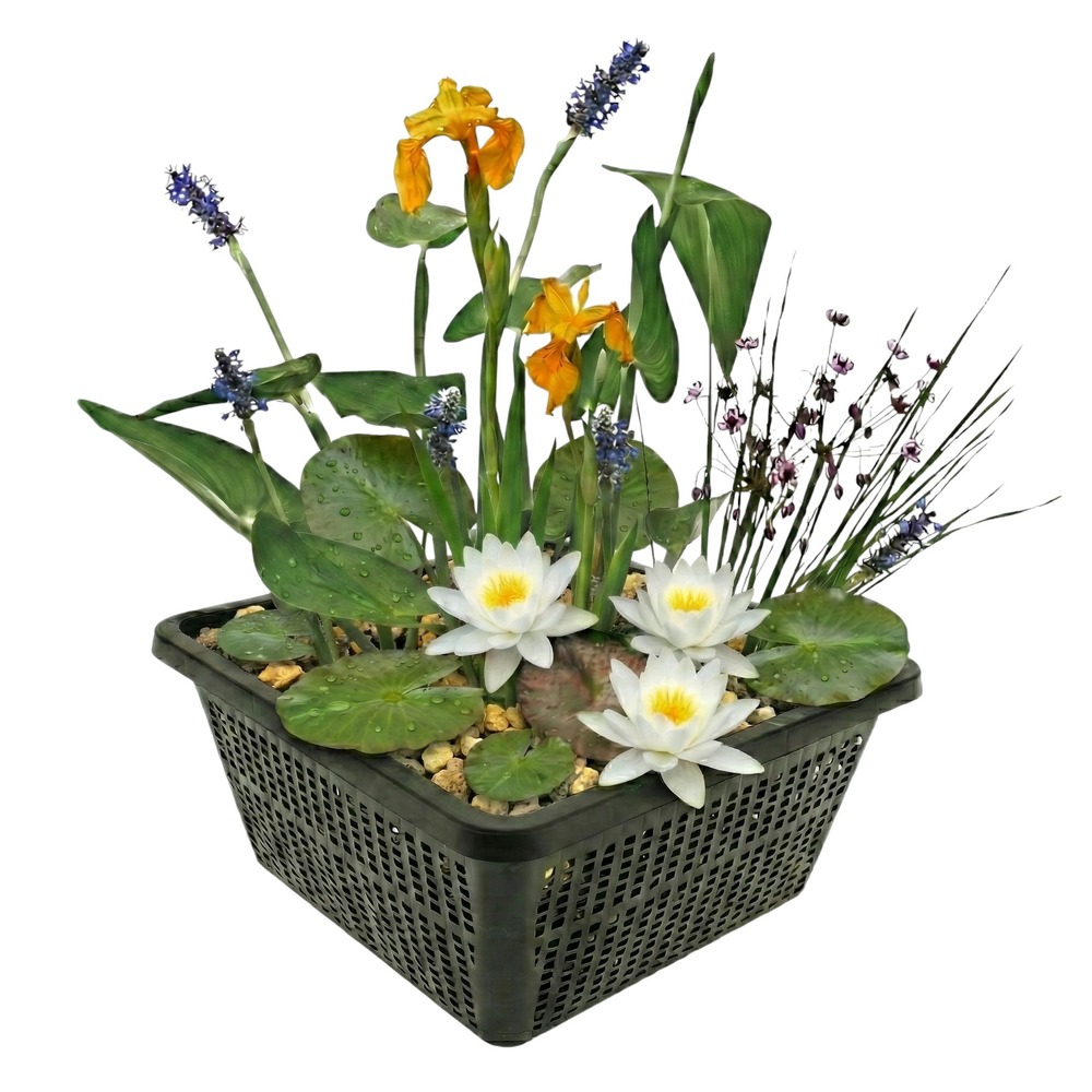 Plantes de bassin blanches - 4 plantes avec panier