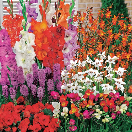 50 bulbes d'été fleuris en mélange - 1,5 m² - le sachet de 50 bulbes pour 1.5m²