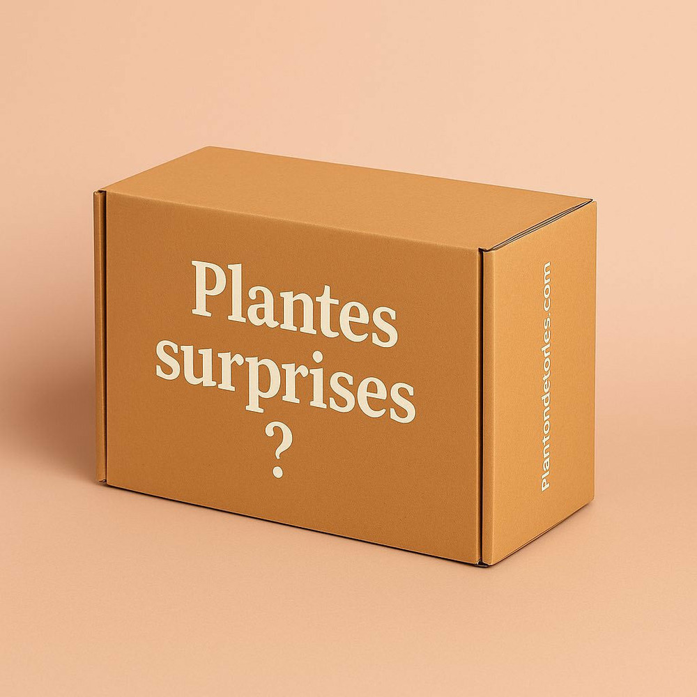 Box plantes mystères - pack plantes surprises - lot plantes d'intérieur surprises - 3 plantes surprises