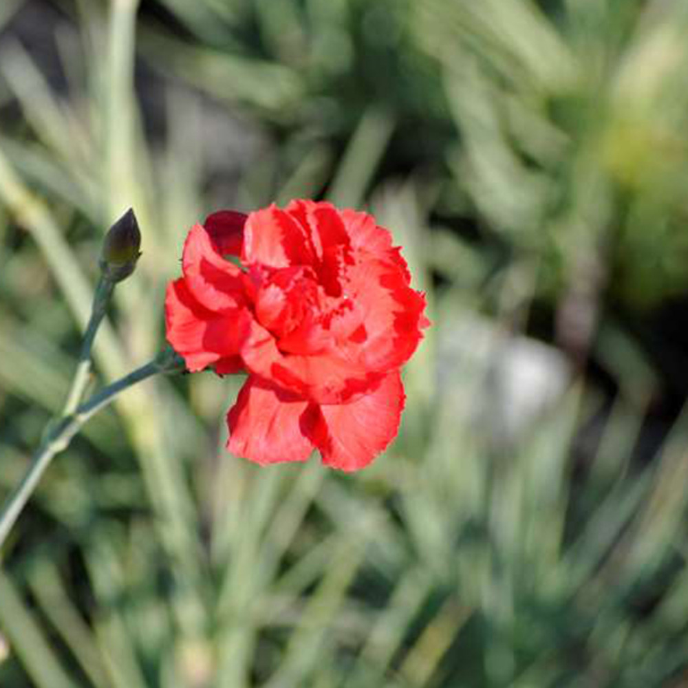 6 x œillet mignardise 'david' - dianthus plumarius 'david' - godet 9cm x 9cm