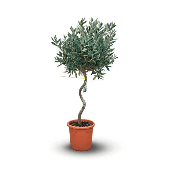 Olivier europaea tige torsadé - arbuste méditerranéen - ↕ 80-90 cm - ⌀ 17 cm - plante d'extérieur