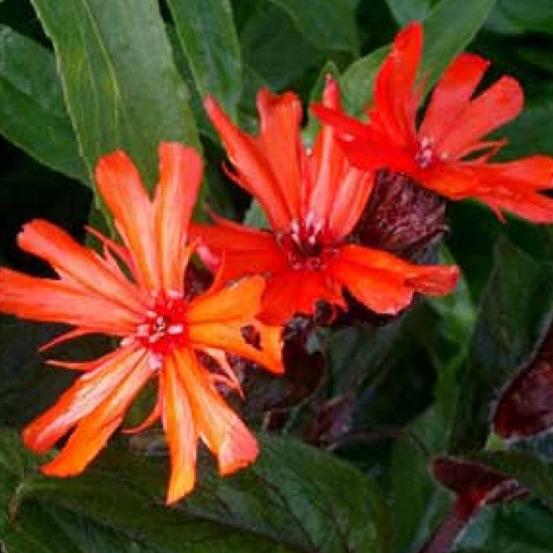 6 x croix de malte 'vesuvius' - lychnis arkwrightii 'vesuvius' - godet 9cm x 9cm