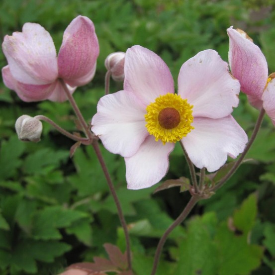 Anémone du japon tomentosa 'albadura' godet de 8/9 cm
