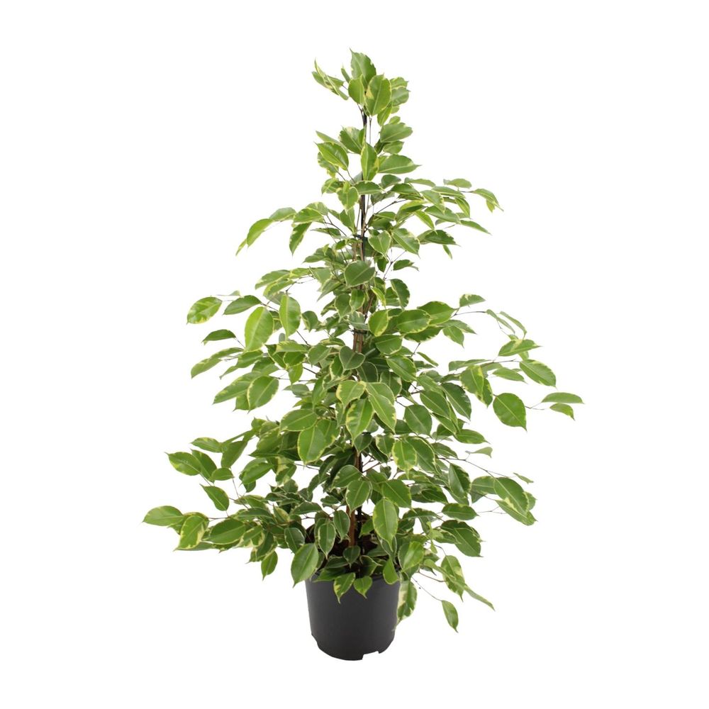 Ficus benjamina goldenking - ø21cm - ↕95cm - plantes d'intérieur