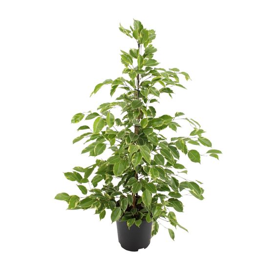 Ficus benjamina goldenking - ø21cm - ↕95cm - plantes d'intérieur