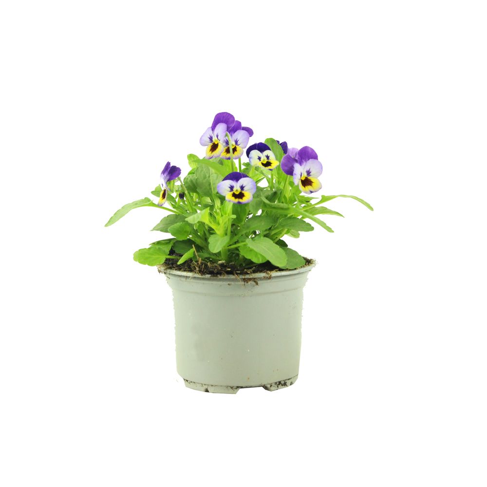 Viola cornuta pot 10,5 cm violet
