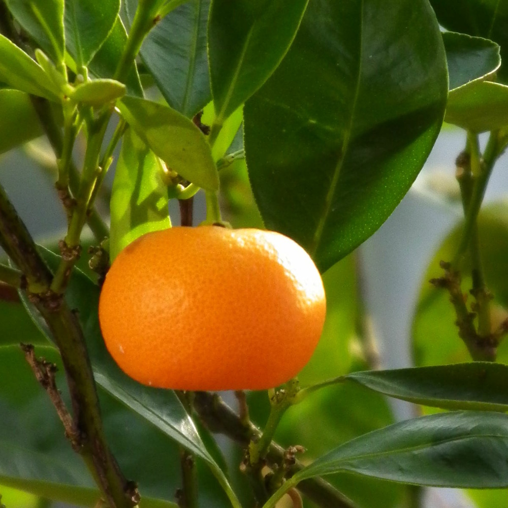 Mandarinier pot de 7,5l/10l, demi-tige