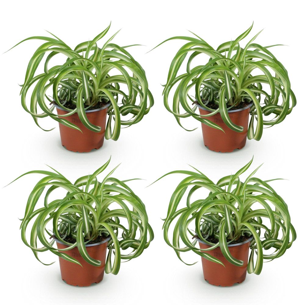 Chlorophytum comosum bonnie - pet-friendly - pot de 12cm - hauteur 20cm