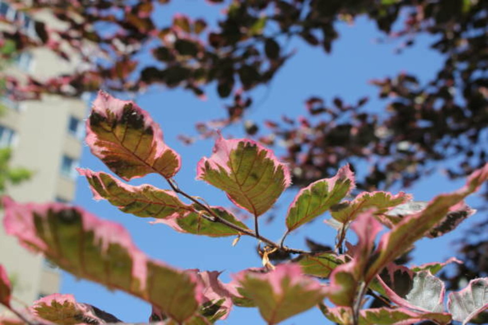 Fagus sylvatica tricolor c15l baliveau 150/250 cm (hors pot)