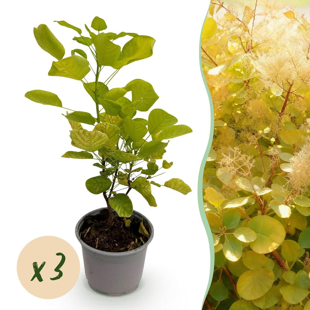 Arbre à perruque 'golden spirit' - lot de 3 - pot 12 cm - hauteur 35 cm