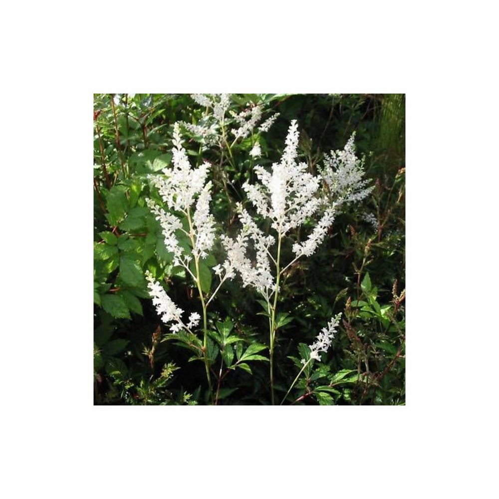 Astilbe du japon gladstone godet - 5/20 cm