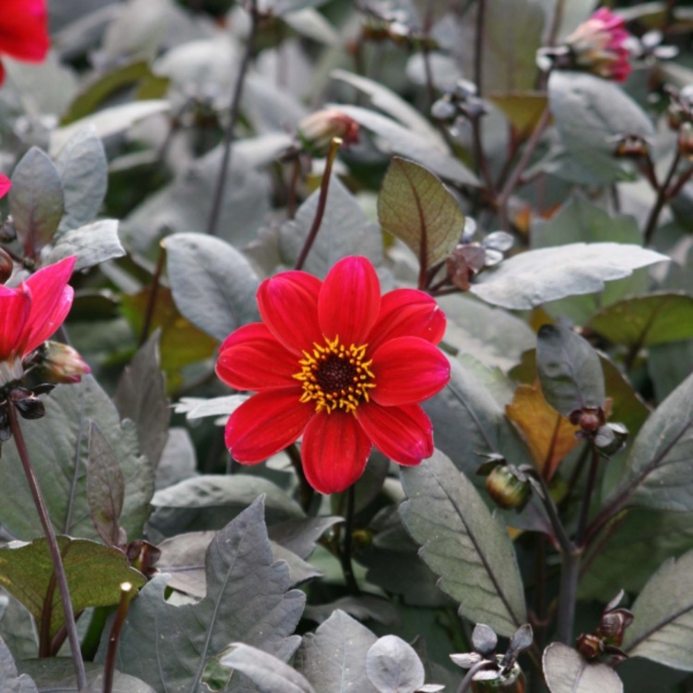 Dahlia à fleurs simples 'happy single romeo' bulbe calibre i (par 3)