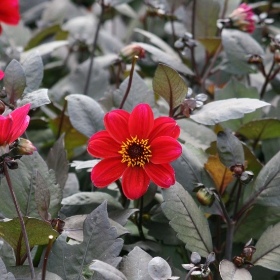 Dahlia à fleurs simples 'happy single romeo' bulbe calibre i (par 3)