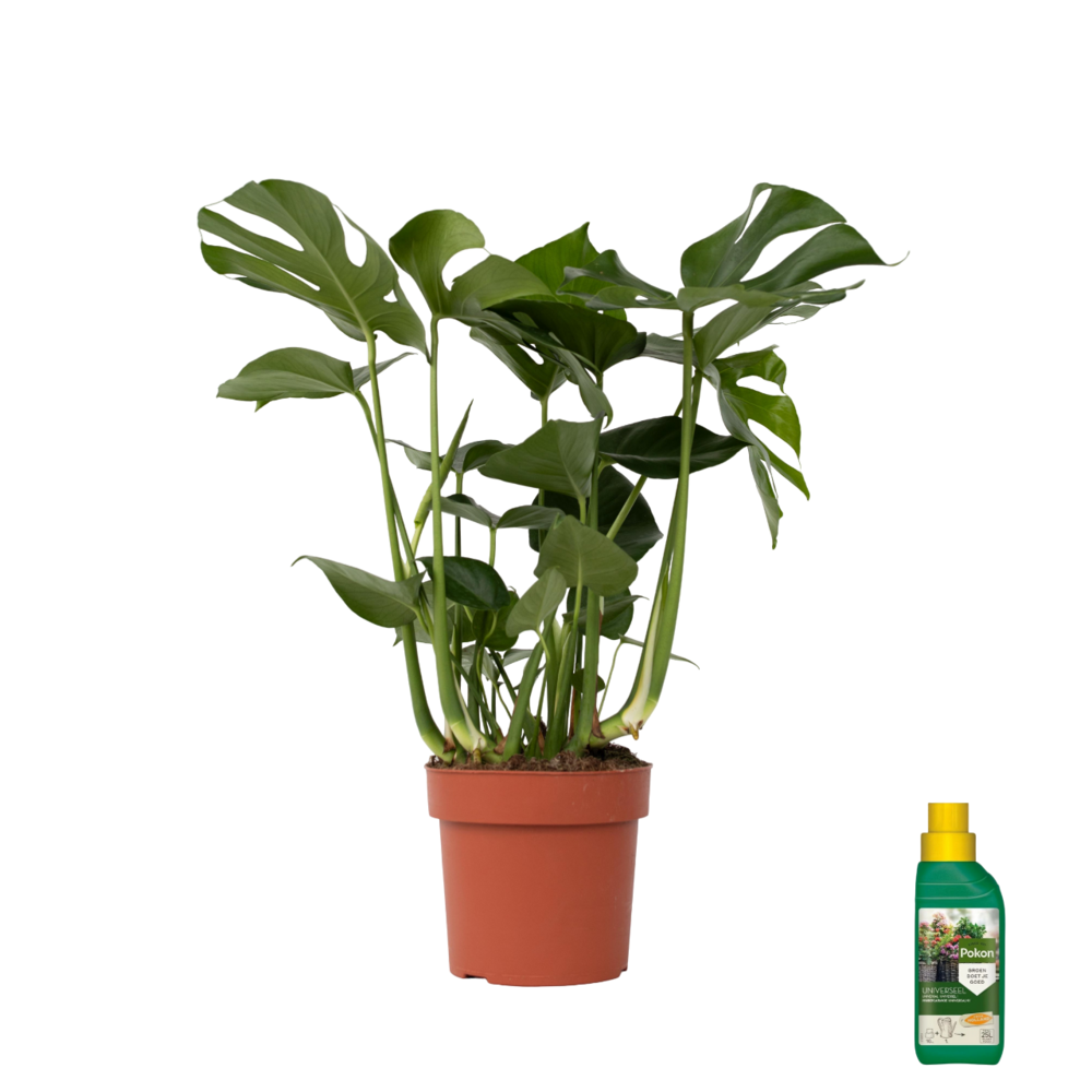 Plante à trous - monstera deliciosa - hauteur 70-80cm - ⌀21cm