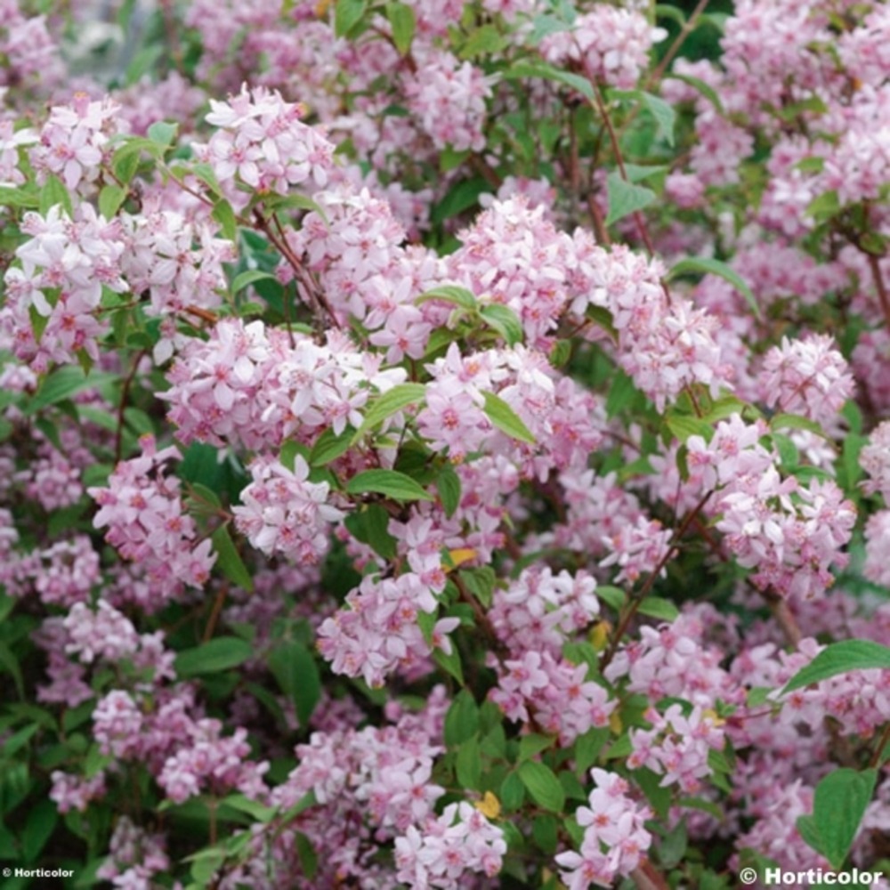 Deutzia 'mont rose' pot de 7,5l/10l