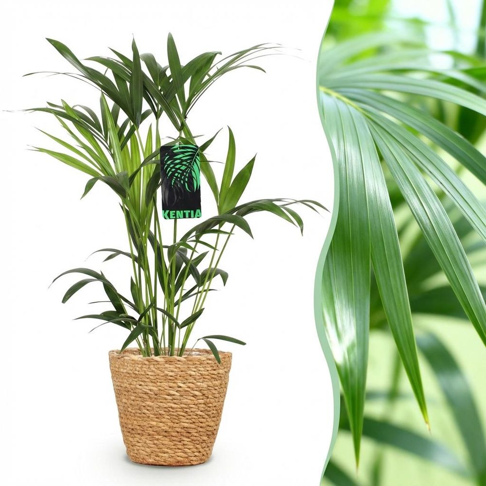 Howea forsteriana - kentia palm - pot de 19cm - plantes d'intérieur
