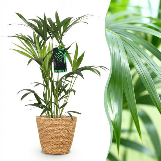 Howea forsteriana - kentia palm - pot de 19cm - plantes d'intérieur