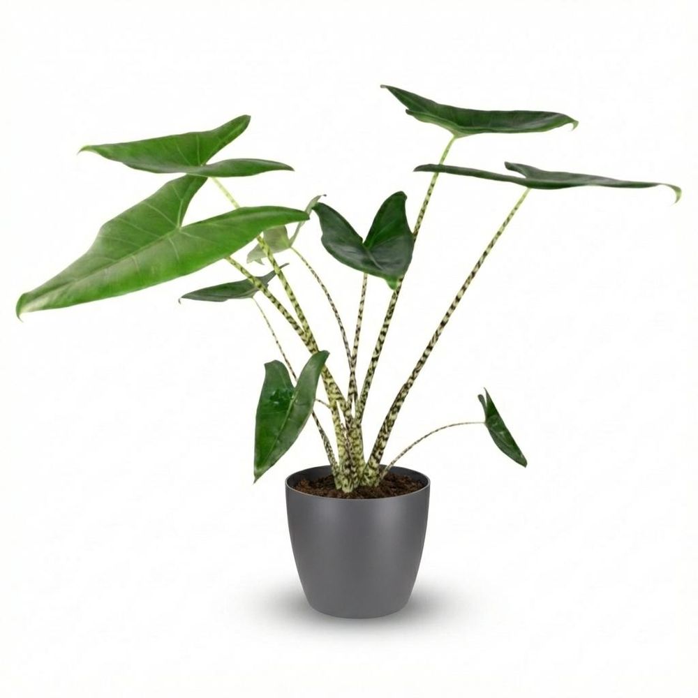 Alocasia zebrina - pot de 21cm - hauteur 70-75cm