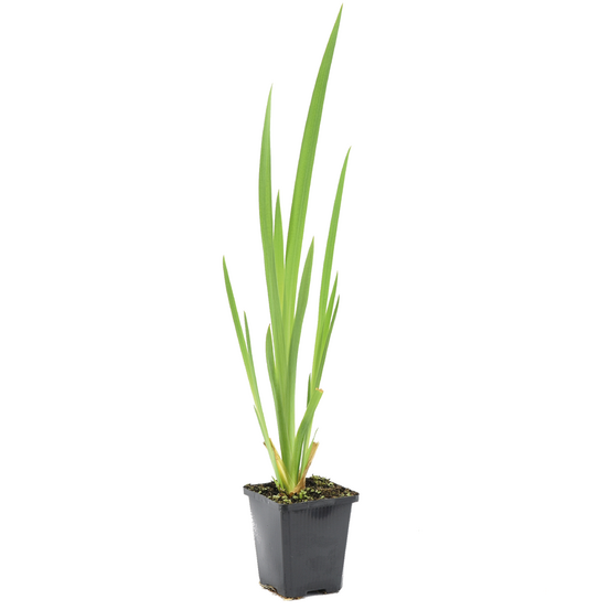 Iris pseudacorus - iris jaune - plantes de bassin - plantes aquatiques - hauteur 20-30 cm - pot 9 cm