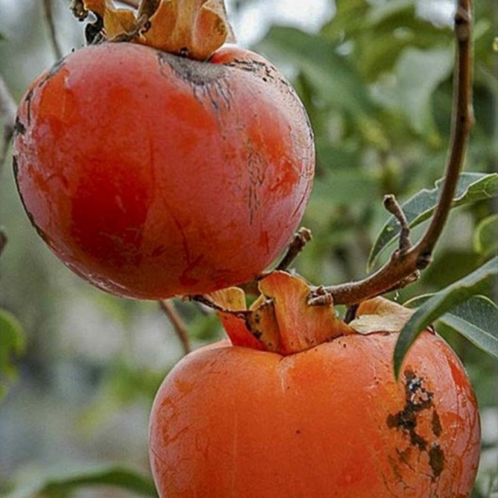 Kiwi, kiwai 'red jumbo' pot de 12l/15l, demi-tige