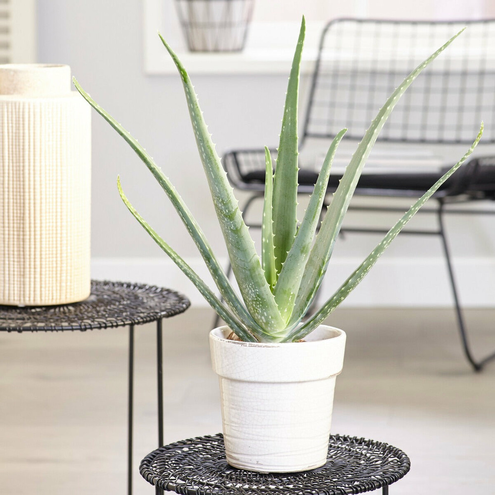 Aloe vera - le pot / ø 12cm / hauteur livrée environ 25cm, vendu par lot de 2