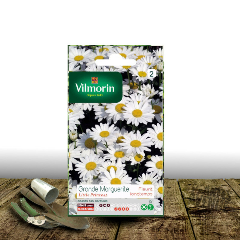 Graines de grande marguerite blanche little princess - vilmorin sachet