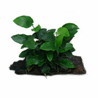Plante aquatique : Anubia nana sur souche large