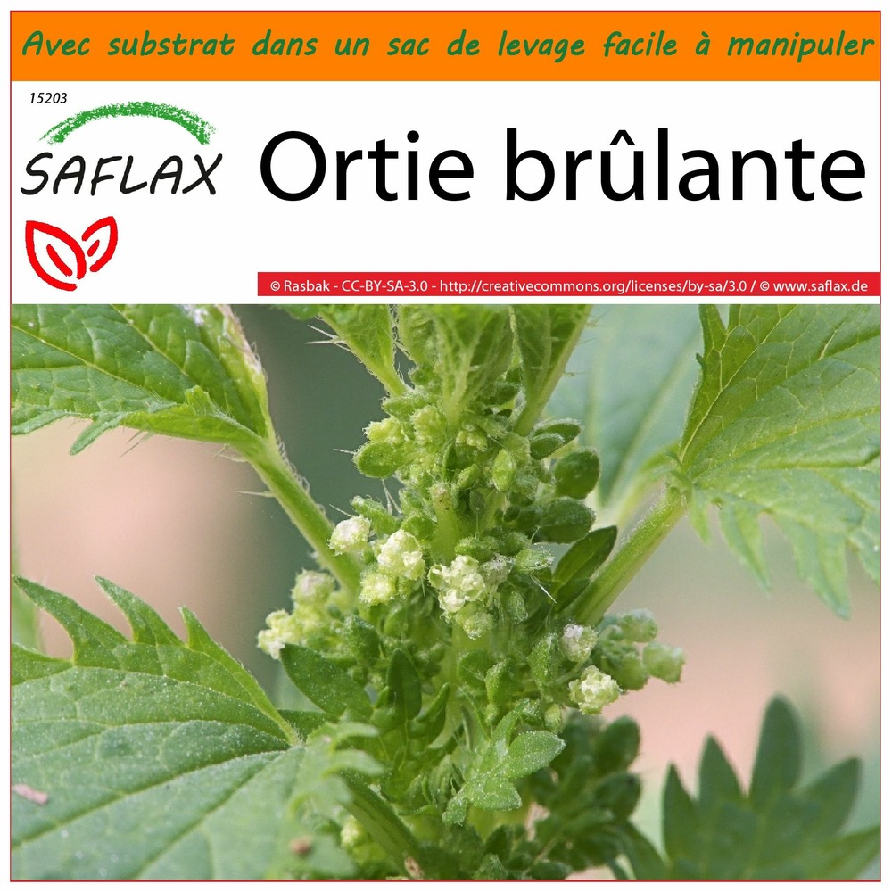 Garden in the bag - ortie brûlante - 150 graines - urtica urens