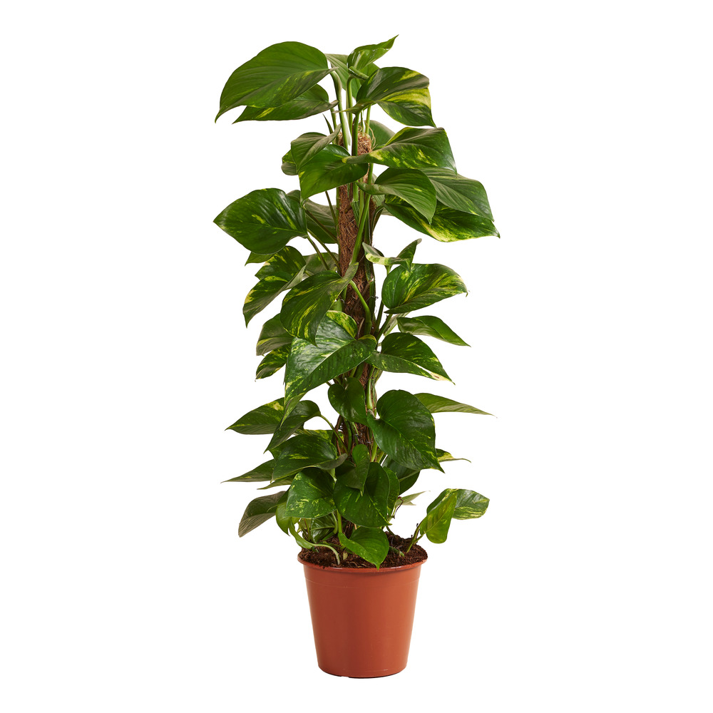 Epipremnum aureum avec tuteur mousse - plante grimpante - 70-90 cm - pot 19 cm