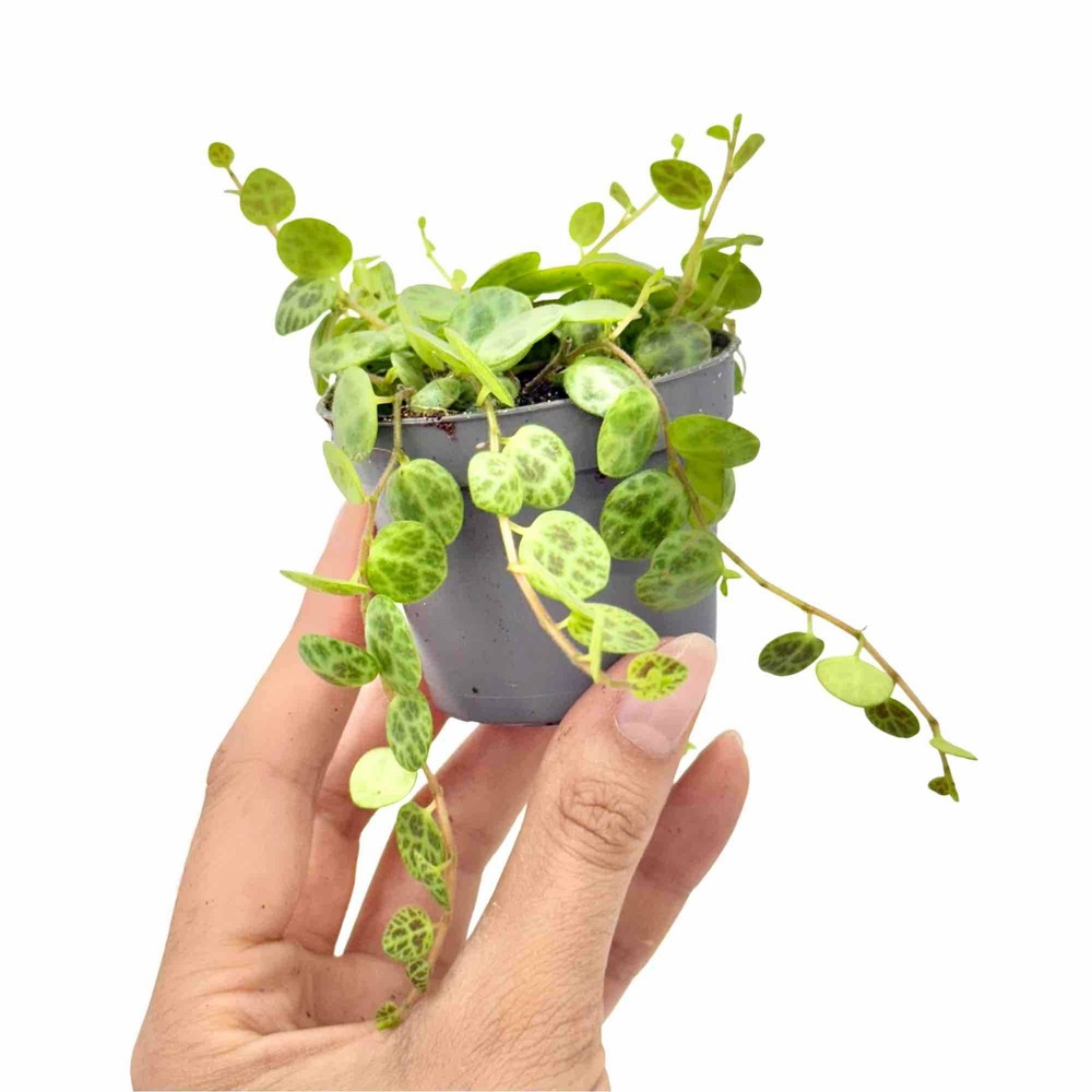 Peperomia prostrata - pot de 6cm