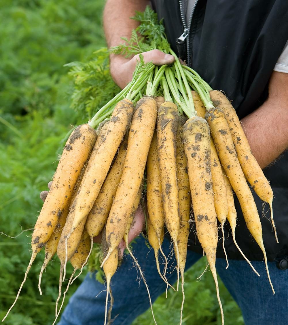 Carotte mello-yello hf1 - 1000 graines