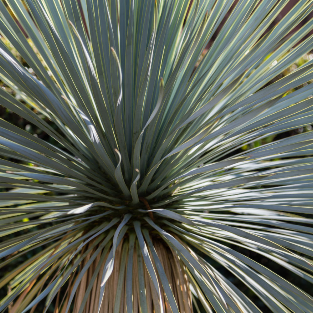Yucca rostrata blue and blue 30/40 cm pot 5l