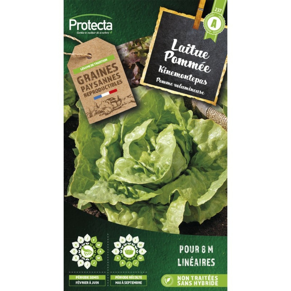 Graines paysannes - laitue kinemontepas