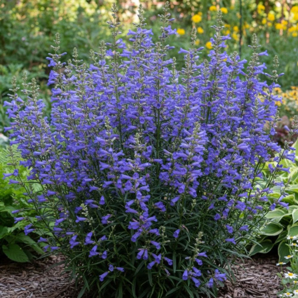 Penstemon blue spring lot de 5 godets