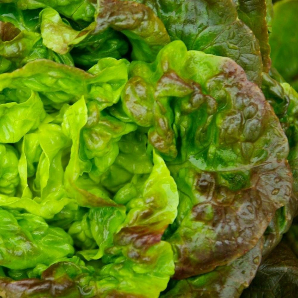 Graines de laitue pommée merveille des 4 saisons - vilmorin sachet