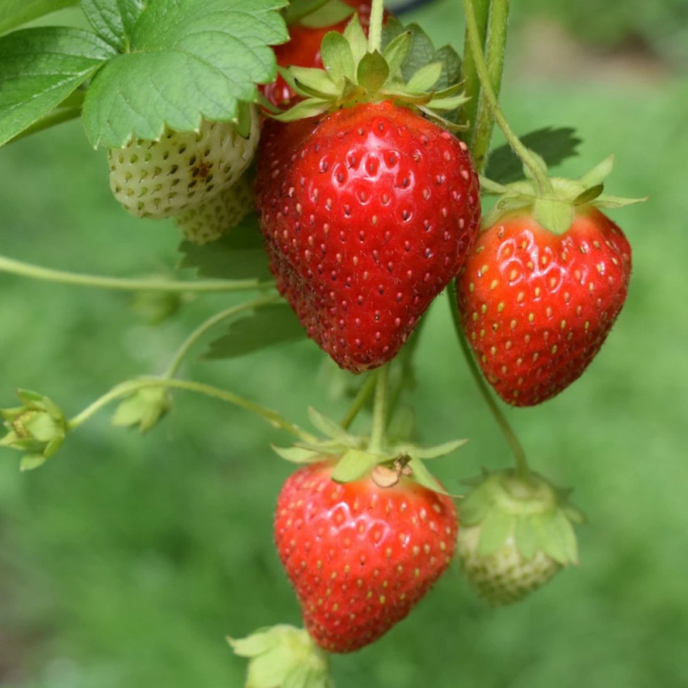 Plant de fraisier cijosée barquette de 6 godets