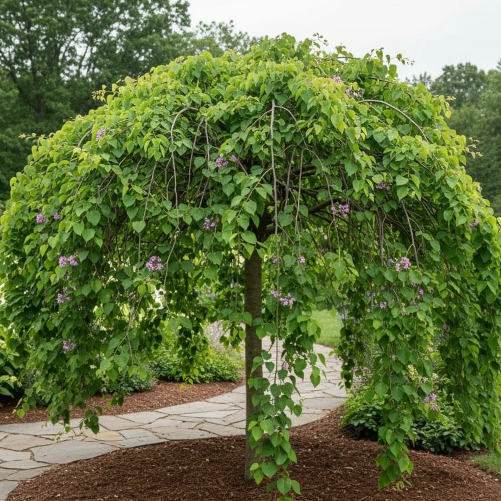 Cercis, gainier, arbre de judée lavender twist pot de 15l - baliveau