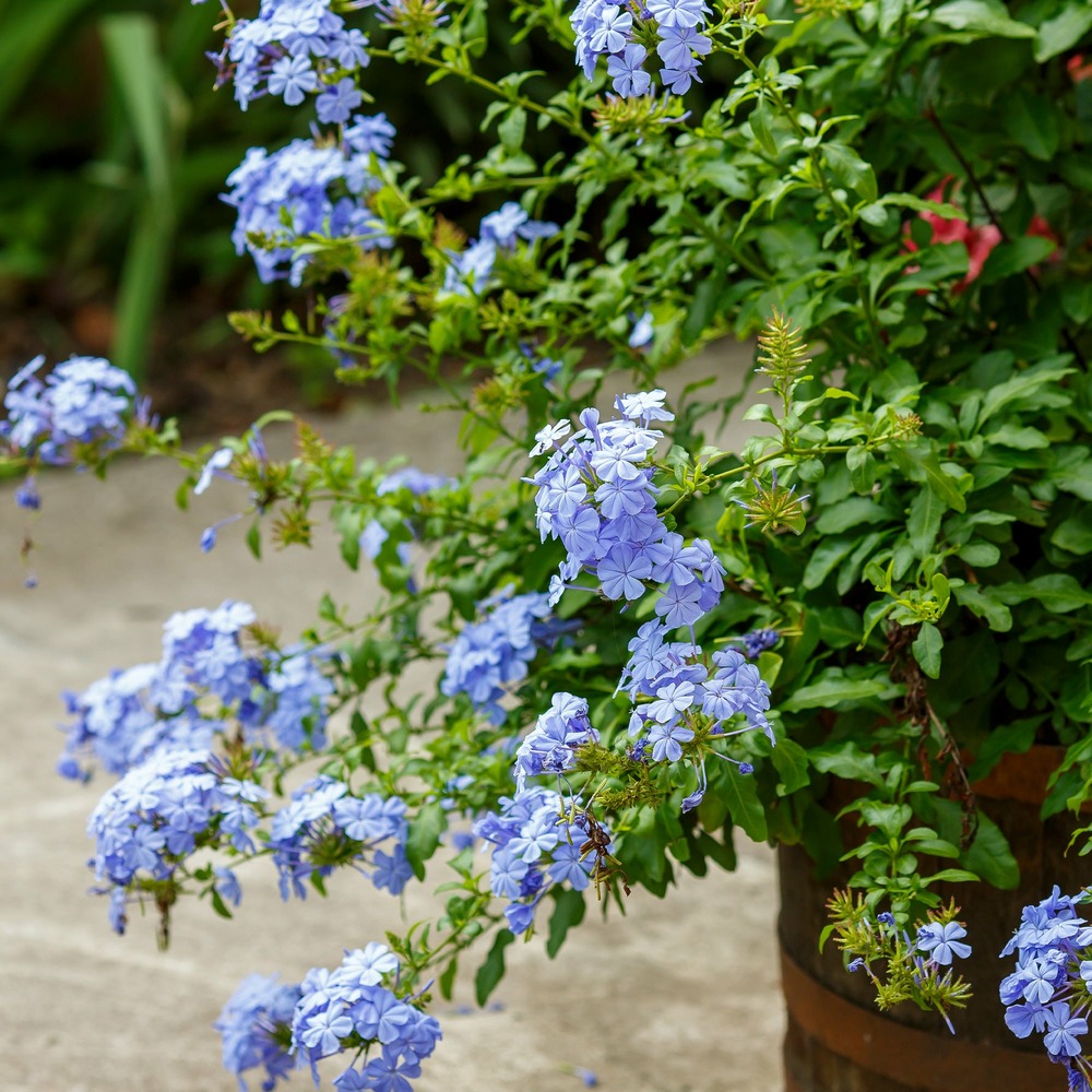 Plumbago - le pot / ø 9cm, vendu par lot de 2