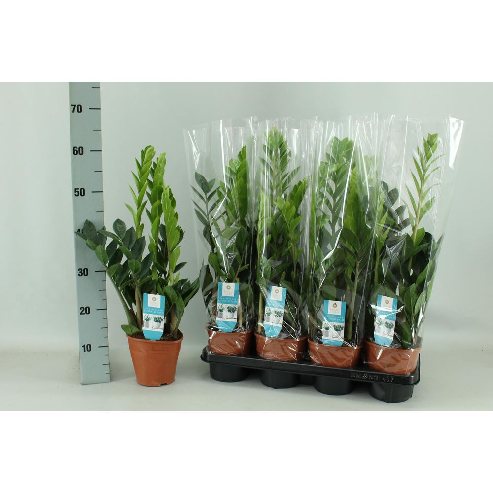 Zamioculcas 14cm - ø14cm - ↕65cm - plantes d'intérieur