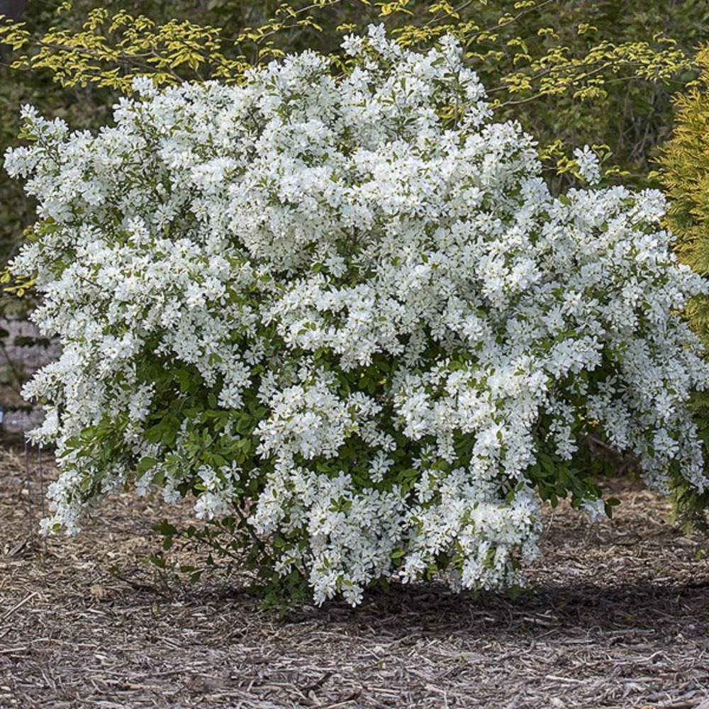 Arbre aux perles 'lotus moon' pot de 3l/4l
