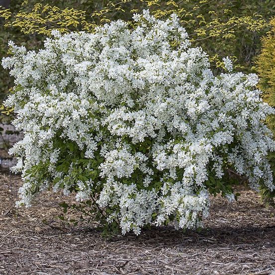 Arbre aux perles 'lotus moon' pot de 3l/4l