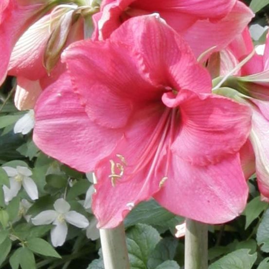 Amaryllis 'pink surprise' bulbe calibre 32/34, extra