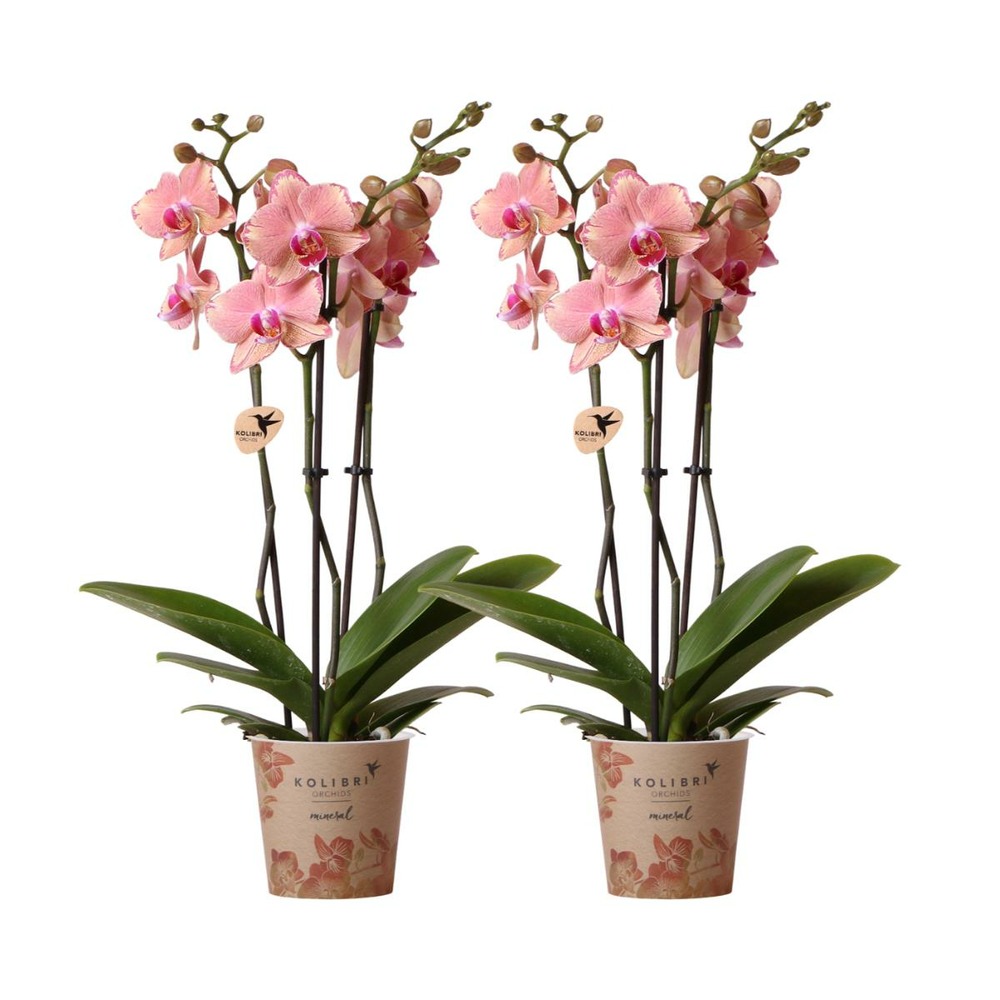 Offre duo phalaenopsis pirate picotee - orchidées fleuries cm - plante d'intérieur