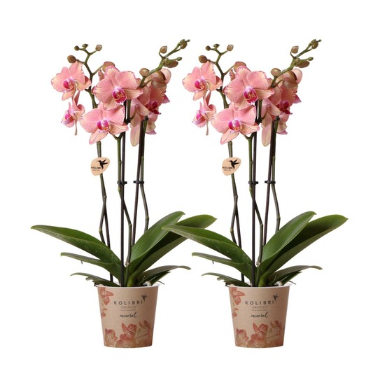 Offre duo phalaenopsis pirate picotee - orchidées fleuries cm - plante d'intérieur
