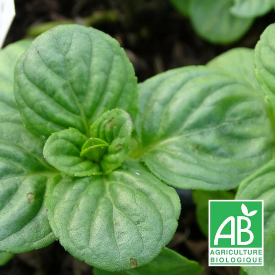 Menthe aquatique - sans traitement godet - 5/20 cm