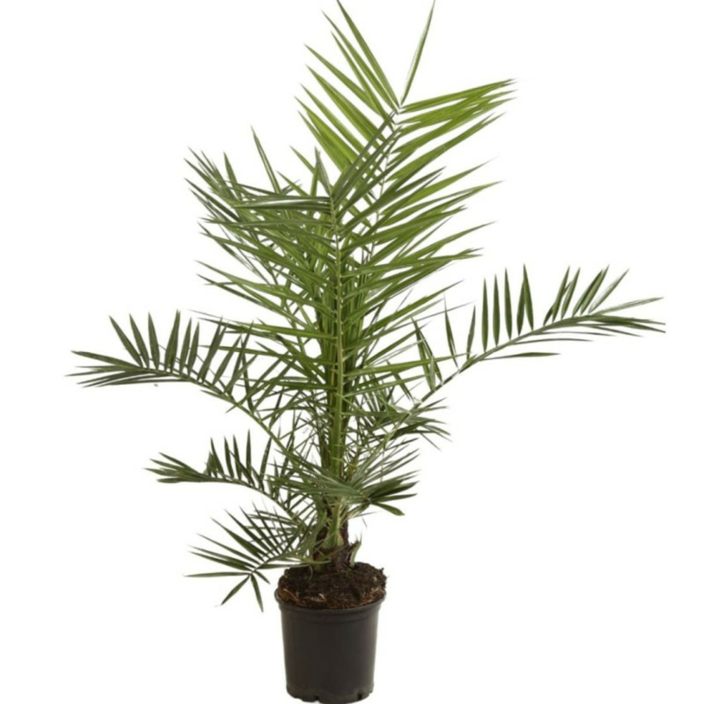 Palmier des canaries phoenix canariensis 80/100cm pot 3l