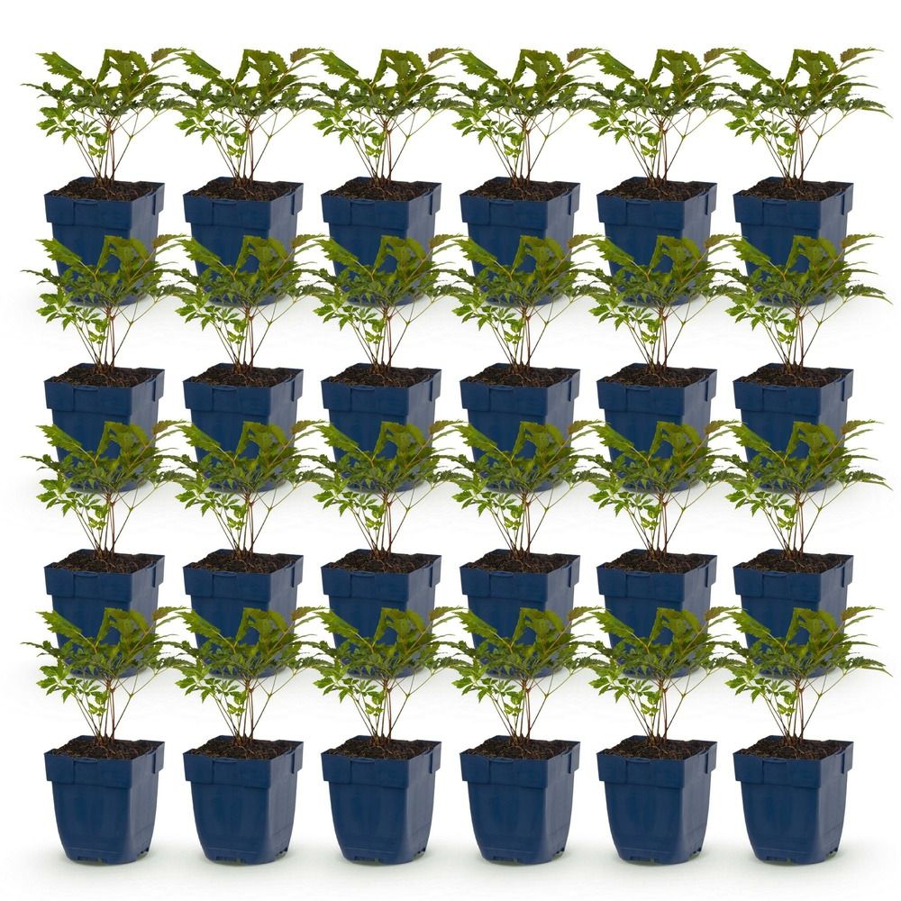 Astilbe 'fanal' - lot de 24 - pot 11 cm - hauteur 25 cm