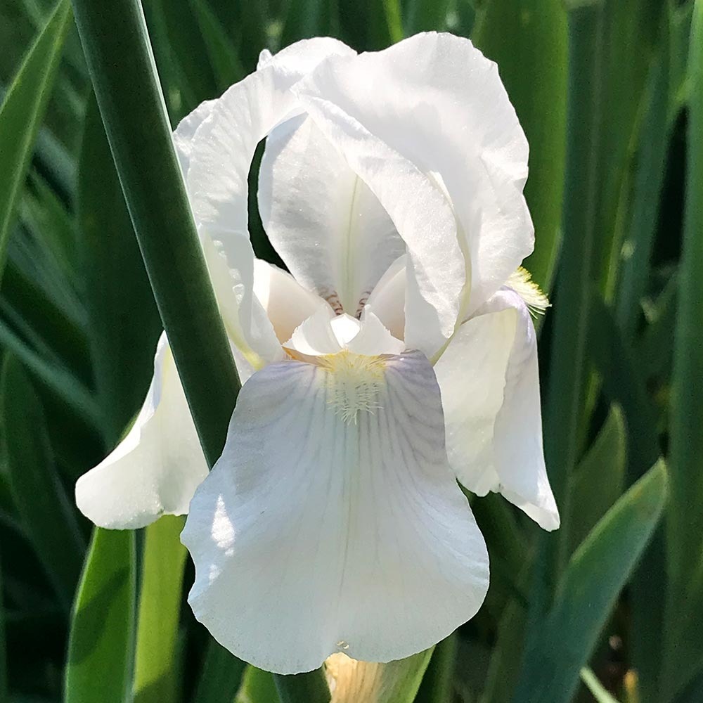 Iris nain 'bright white' godet de 8/9 cm